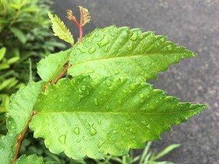 The green leaves, the serrated leaves with rain on the leaves look very beautiful.