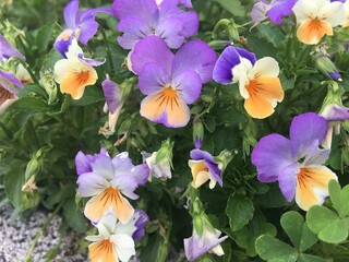 The garden pansy flower is 5 to 8 centimetres (2 to 3 in) in diameter and has two slightly...