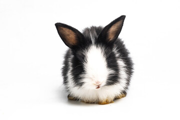 White and black rabbit or bunny animal small bunnies easter is sitting and funny happy animal have white isolated background