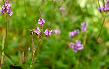 A bee like insect at work pollinating lavender flowers, very warm early evening light.