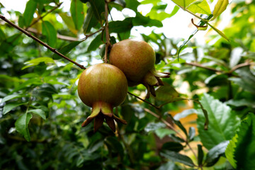 closeup shot of dalim, anar or pomegranate fruits