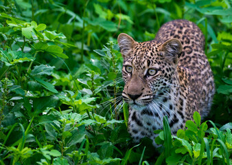 Fototapeta na wymiar Leopard cub in Zambia