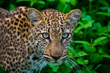 Zambian leopards