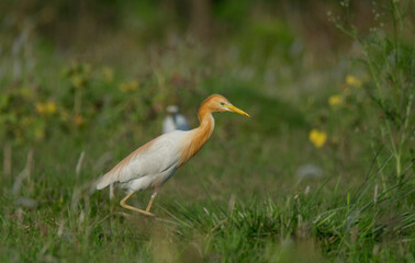 Obraz premium A Wild Bird Moving and searching food in the grassland at morning light in natural habitat .