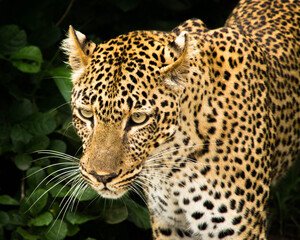 Leopard walking from bush