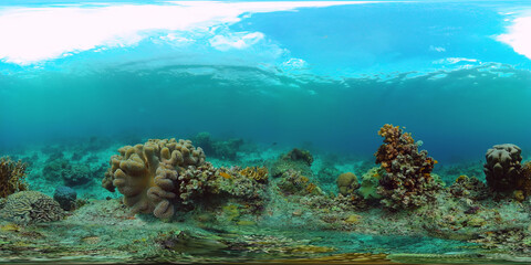 Naklejka na ściany i meble Coral reef and tropical fishes. The underwater world of the Philippines. VR 360 Foto.