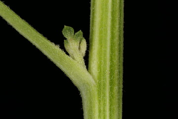 Feverfew (Tanacetum parthenium). Stem Closeup
