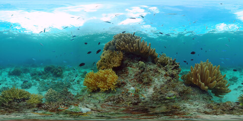 Naklejka na ściany i meble Tropical fishes and coral reef at diving. Beautiful underwater world with corals and fish. Panglao, Philippines. 360 VR foto.