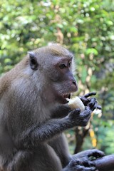 Obraz premium Mono comiendo platano en Malasia.