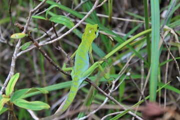 Reptil después de cazar.