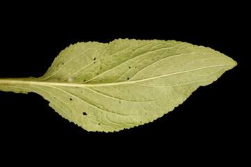Foxglove (Digitalis purpurea). Leaf Closeup © Valery Prokhozhy