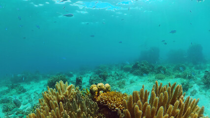 Coral reef underwater with fishes and marine life. Coral reef and tropical fish. Panglao, Bohol, Philippines.