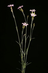 Naklejka premium Garden Pink (Dianthus plumarius). Habit