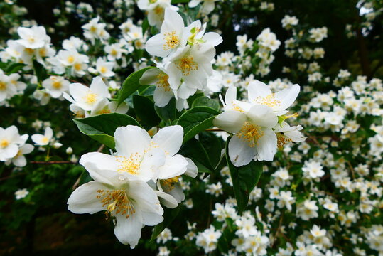 Bl&uuml;te des falschen Jasmin, Philadelphus