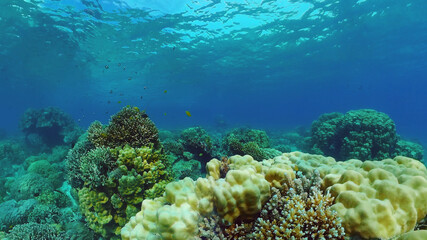 Naklejka na ściany i meble Underwater Scene Coral Reef. Tropical underwater sea fishes. Panglao, Philippines.