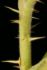 Japanese Rose (Rosa rugosa). Stem and Spines Closeup