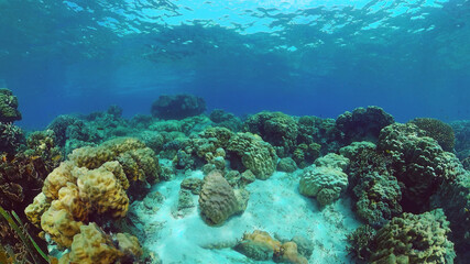 Fototapeta na wymiar Tropical fishes and coral reef underwater. Hard and soft corals, underwater landscape. Panglao, Bohol, Philippines.