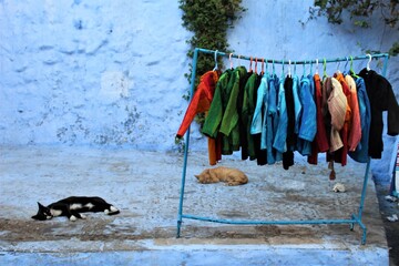 Ropa colgada y gatos
