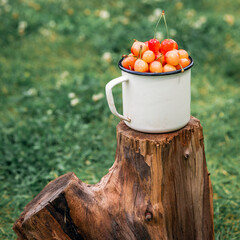 Fresh yellow cherries in a white mug on wooden texture on a green grass background in the garden. Selective focus. The concept of gardening.