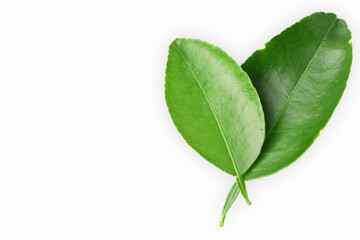 Two lemon leaves green isolated on white background with Clipping Path.