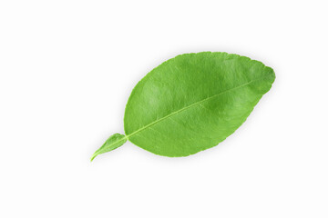 Fototapeta premium Lemon leaves green isolated on white background with Clipping Path.