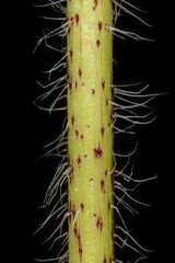 Black-Eyed Susan (Rudbeckia hirta). Stem Closeup