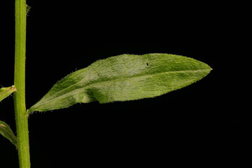 Northern Fleabane (Erigeron strigosus). Leaf Closeup
