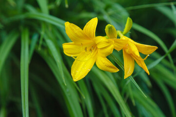 yellow lily flower