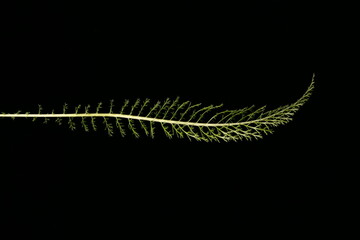 Yarrow (Achillea millefolium). Leaf Closeup