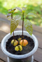 young avocado plant in a pot