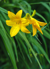 Fototapeta premium yellow lily flower on a garden