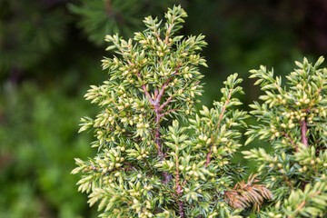 Fototapeta na wymiar Juniper tree (Juniperus communis) bush is evergreen coniferous tree as background