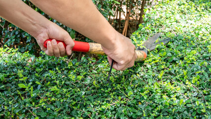 Fototapeta premium The hand of the gardener is holding the scissors to cut the grass to trim the garden.