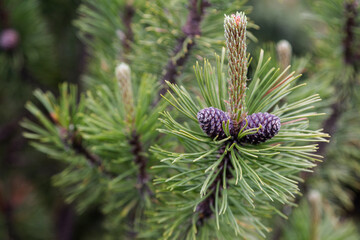 Naklejka na ściany i meble A green pine branch with cones on a natural background