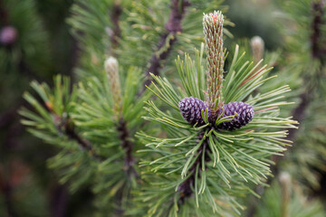 A green pine branch with cones on a natural background