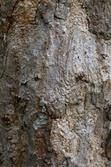 texture of old bark