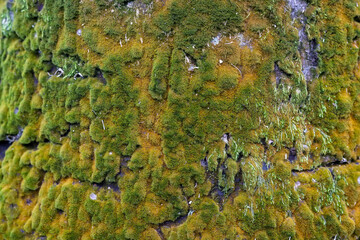 green moss on the rock