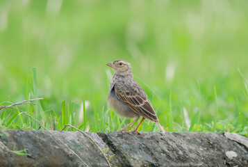 Obraz premium A Wild Bird Alone On The Wall .