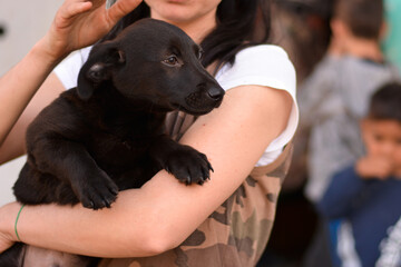 Woman is holding on hands little black puppy dog with fear in eyes in Slovak Gypsy village.  