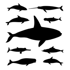 Marine mammals. Vector black drawing silhouette image set.