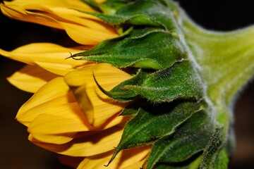 Obraz premium sunflower closeup