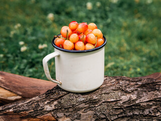 Fresh yellow cherries in a white mug on wooden texture on a green grass background in the garden. Selective focus. The concept of gardening.
