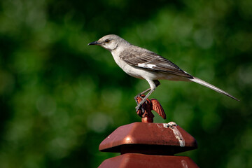 Mockingbird on Lamp