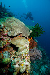 Naklejka na ściany i meble Dive scuba Indonesia Halmahera diver
