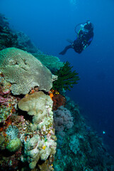Naklejka na ściany i meble Dive scuba Indonesia Halmahera diver