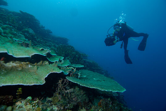 Dive scuba Indonesia Halmahera diver