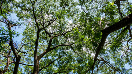 tree branches against blue sky