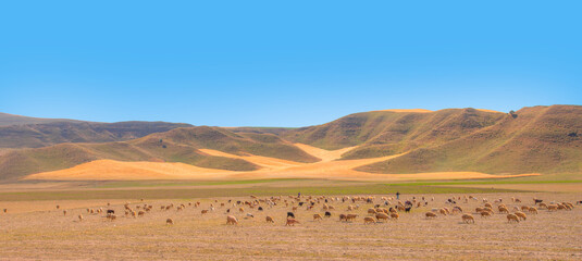 Herd of sheep grazing in the background golden wheat field