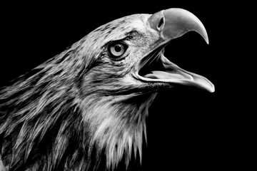 White-tailed eagle, portrait of a bird