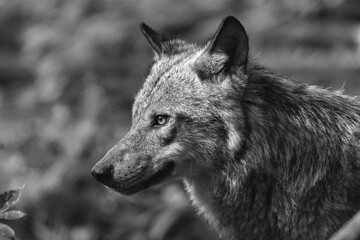 Wort portrait of a wolf in the woods on a background of trees